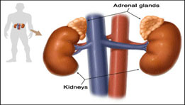 adrenal mass on kidney