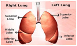 Where are pulmonary nodules located?